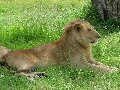 Safari u Keniji